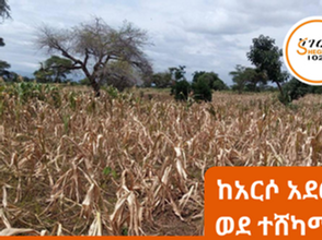 ጥር 18፣2016 -ድርቅ እየፈተነው ያለው የአርሶ አደር ህይወት