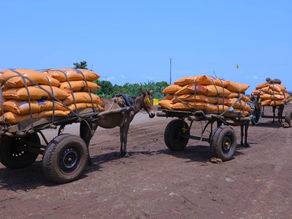 ነሐሴ 26 2017 - የማዳበሪያ ፋብሪካው እውን ከሆነ ከግብርና ምርት እድገትና ለአጠቃላይ ኢኮኖሚው የሚኖረው ፋይዳ ምን ይሆናል?