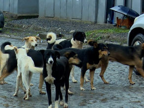 ታህሳስ 18፣2017 - በአዲስ አበባ ባለቤት አልባ ውሾች የሚያደርሱት ንክሻ የእብድ ውሻ በሽታን ወደ ሰዎች ያስተላልፋሉ የሚል ስጋት ፈጥሯል፡፡