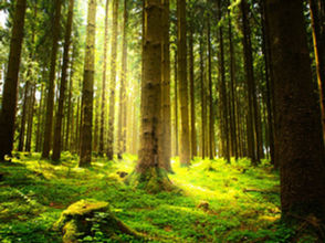 ጥቅምት 28፣2016 - የብዝሃሕይወትና የሥነ ምህዳርን መመናመን መቀነስ አልተቻለም ተባለ