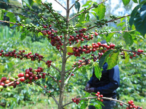 መጋቢት 3፣2016 - ቡናን ያለጥላ በመትከል ቀርጫንሼ የምልከውን የቡና መጠን በመጨመር የማገኘውን የውጪ ምንዛሪ እያሳደኩ ነው አለ