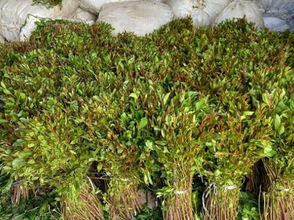 በህገ-ወጥ መንገድ ከሀገር የሚወጣውን ጫት ማስቀረት አልተቻለም ተብሏል