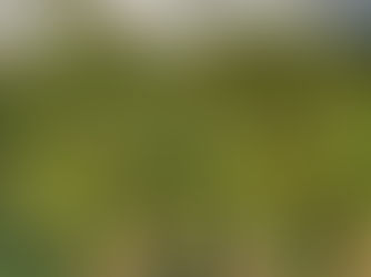 በህገ-ወጥ መንገድ ከሀገር የሚወጣውን ጫት ማስቀረት አልተቻለም ተብሏል