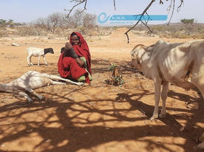 ህዳር 10፣2016 - አርብቶ አደሮቹ ካለፈው ድርቅ መልሶ መቋቋም እንደቸገራው ተናግረዋል