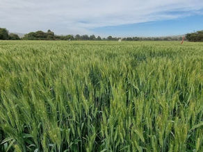 የግብርና ምርቶችን በበጋ ወቅት በማምረት በ3 እጥፍ ለማሳደግ እየሰራ መሆኑን የደቡብ ምዕራብ ኢትዮጵያ ክልል ተናገረ