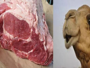 ሚያዝያ 16፣2016 - በኢትዮጵያ የሚገኝ አንድ ቄራ ለመጀመሪያ ጊዜ የግመል ስጋ ወደ ሣውዲ አረቢያ መላክ ጀምሪያለሁ አለ