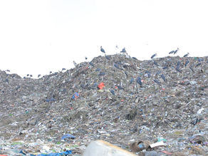 መጋቢት 10 2017 - በአዲስ አበባ ቦሌ ኤርፖርት መነሻ እና ማረፊያ አቅጣጫዎች ያሉት አዕዋፋት ለአደጋ መከሰት ከፍተኛ ስጋት መሆናቸው ተነገረ