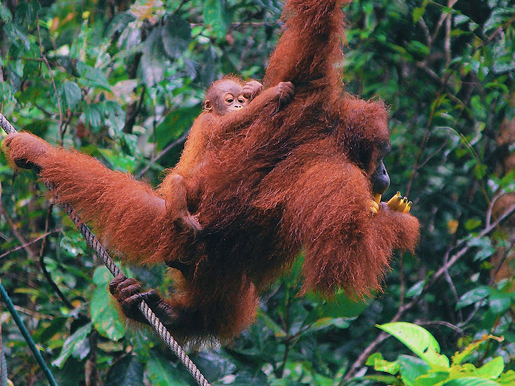 orang-utans-2.jpg