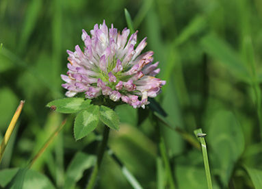 close up of a purple flower