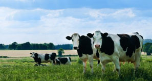 Black and white dairy cows in the fiels