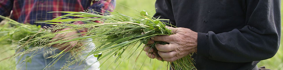 hands holding grass