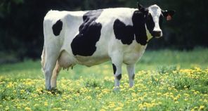 Single black and white cow standing in a field of yellow flowers