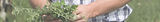 hands holding grass