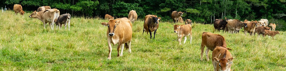 dairy cows in a grassy field