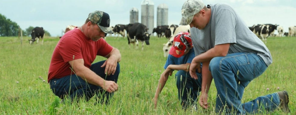 three farmers kneeling down in a field of cows looking at the grass.