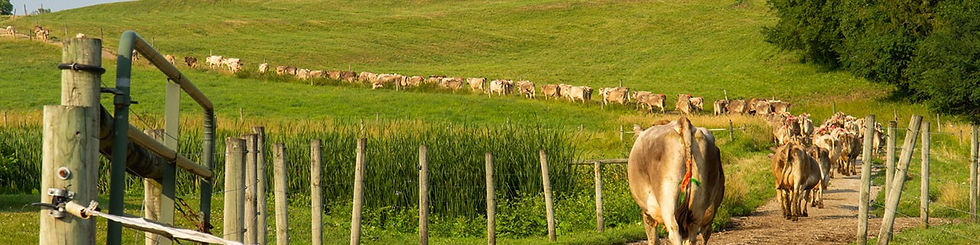vacas lecheras caminando por un sendero.jpg