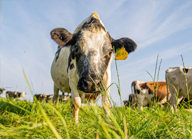 a cow in a grassy field