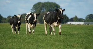 three cows running in a grassy field