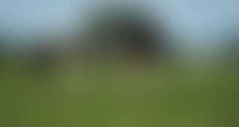 three cows running in a grassy field