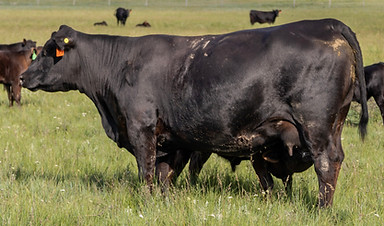 OCR 8L - 1.jpg