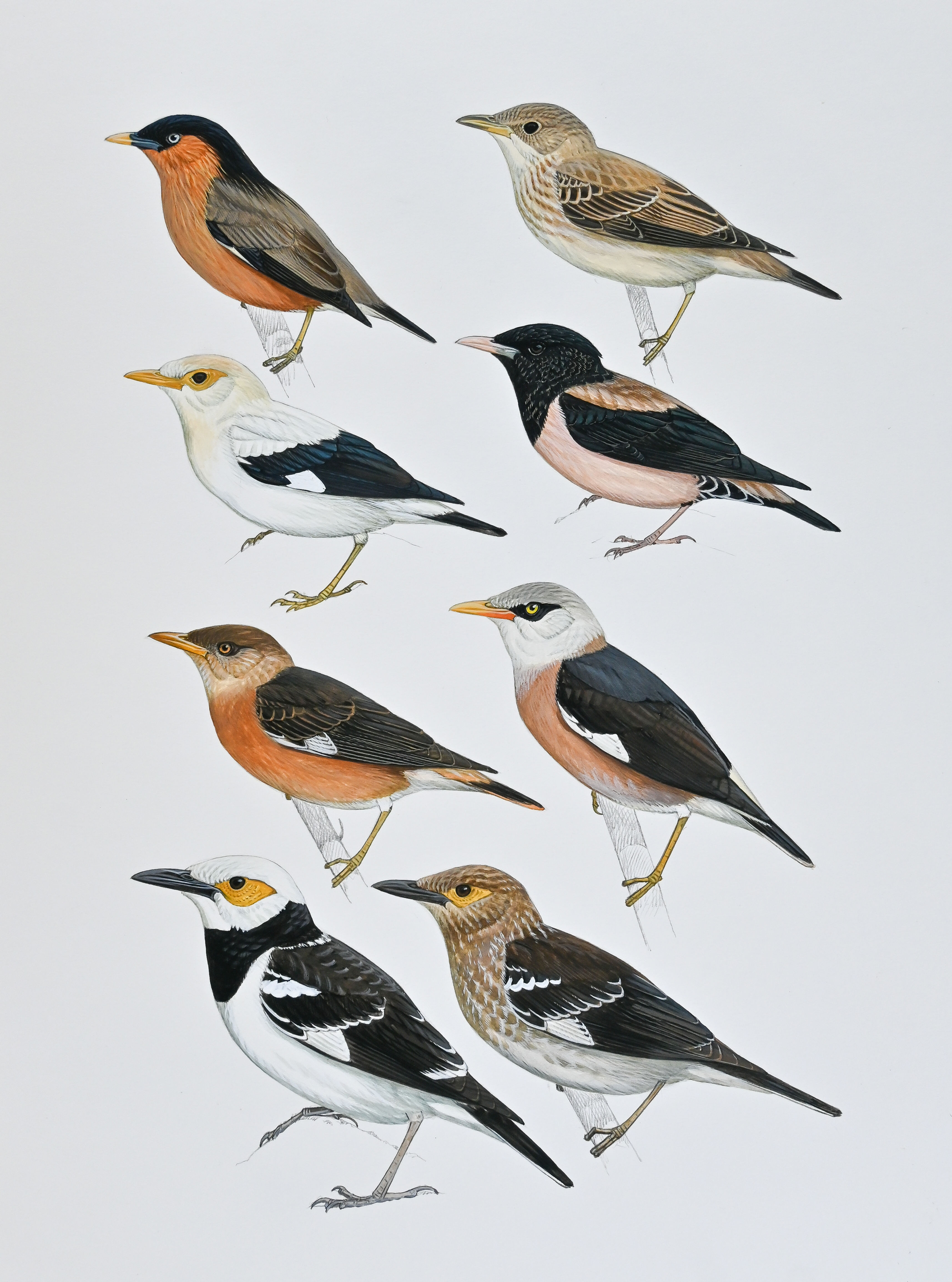 Starlings - Birds of the Thai-Malay Peninsula