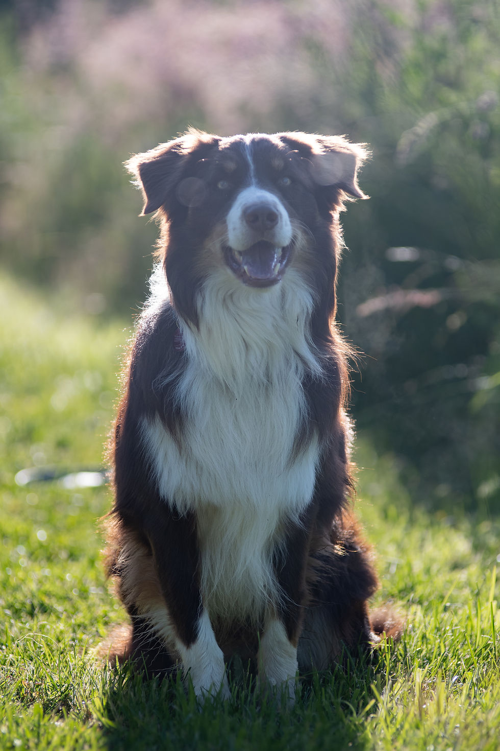 Patch mit Hundeblick