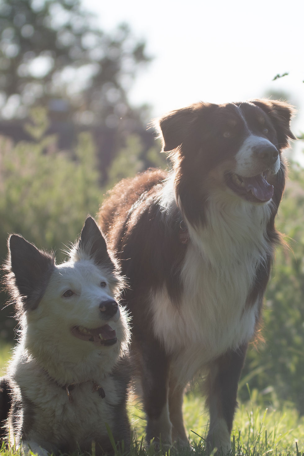 Pebbles und Patch