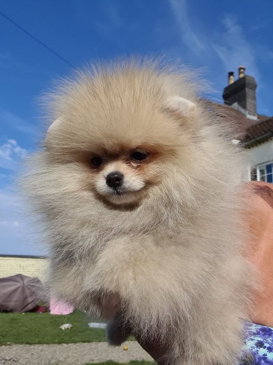 diane finch pomeranians