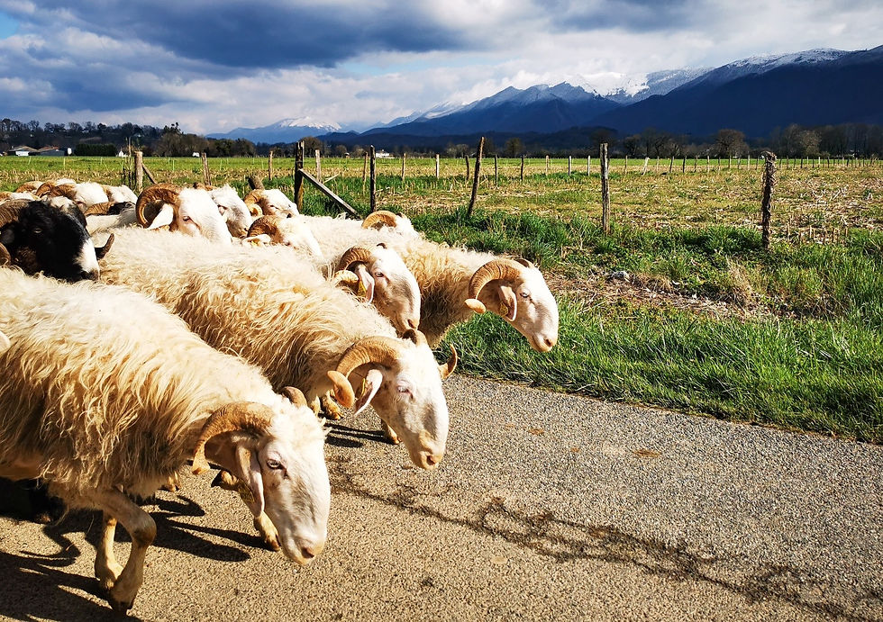 FERME DU PAYSSAS