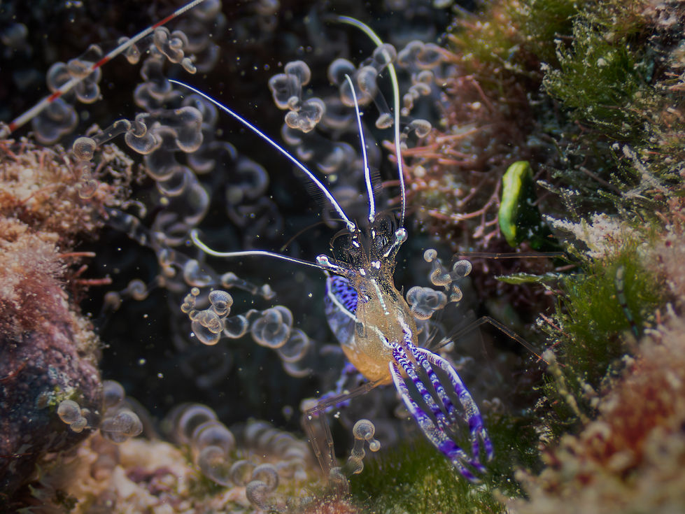 Pederson cleaner shrimp - 4