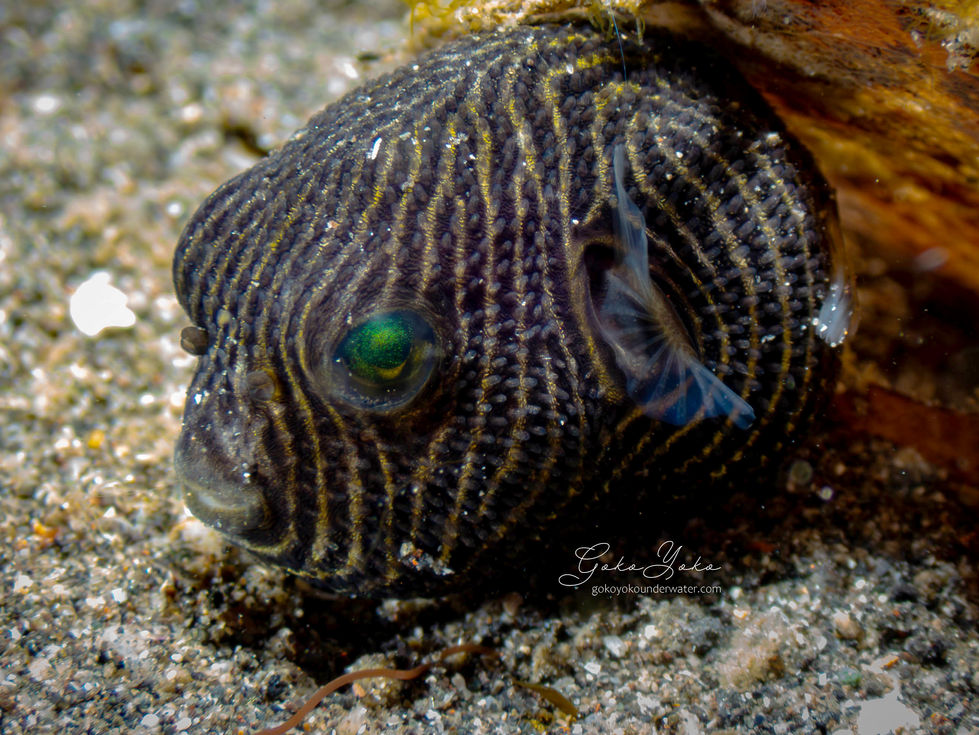 juvenile starry pufferfish