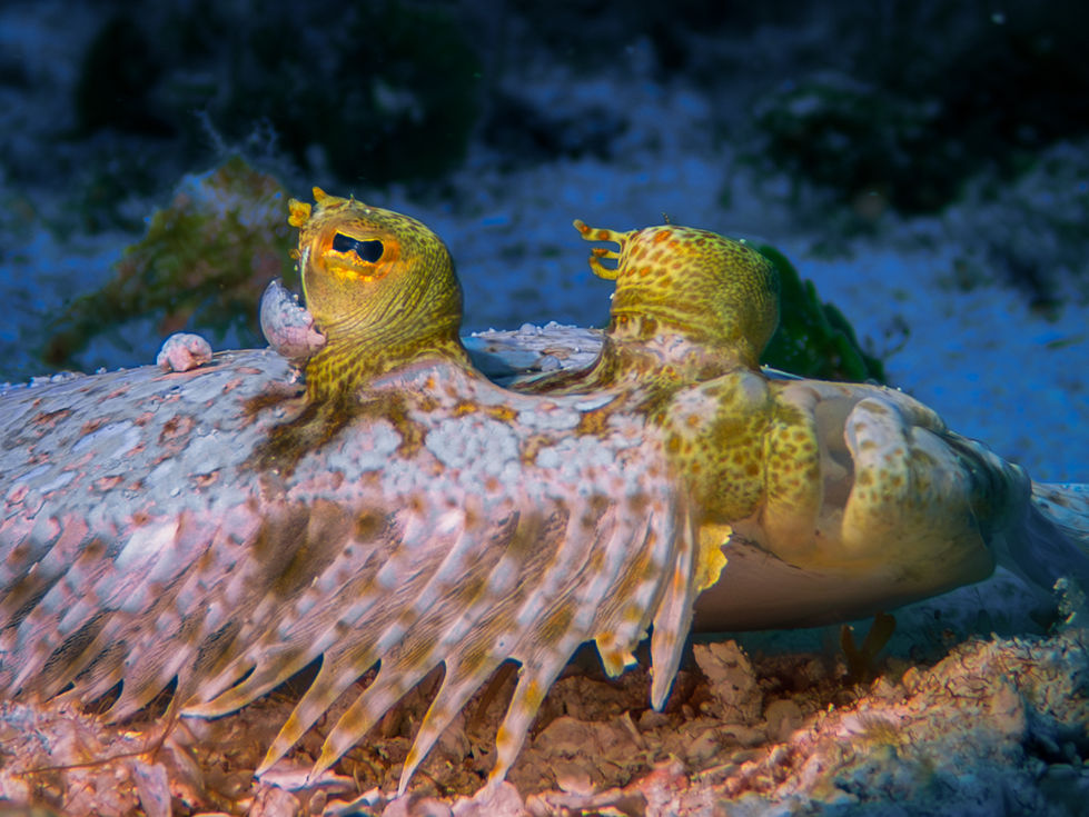 Flounder close-up