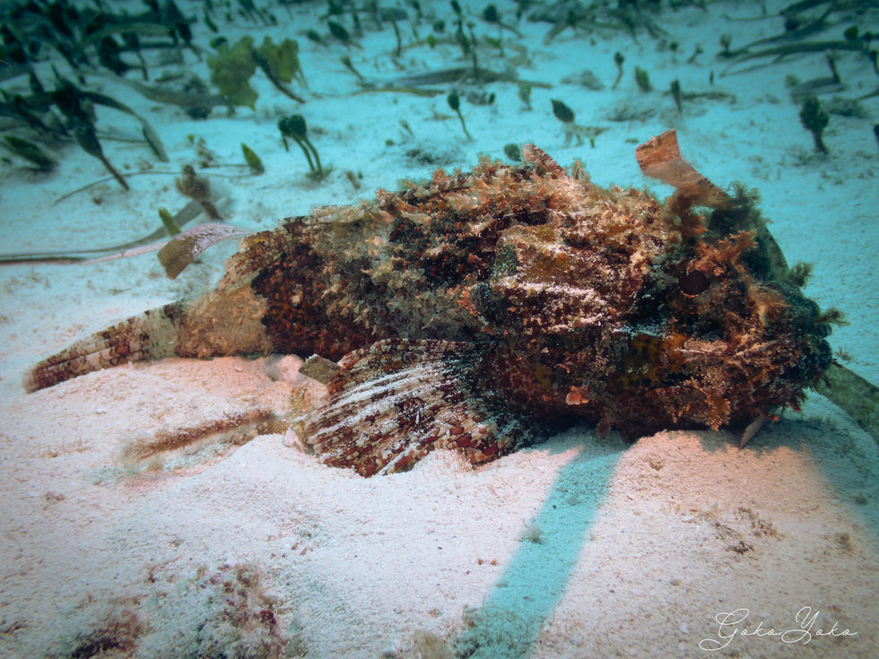Scorpionfish