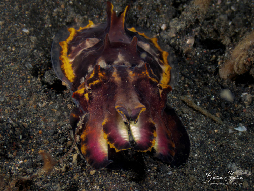 Flamboyant Cuttlefish