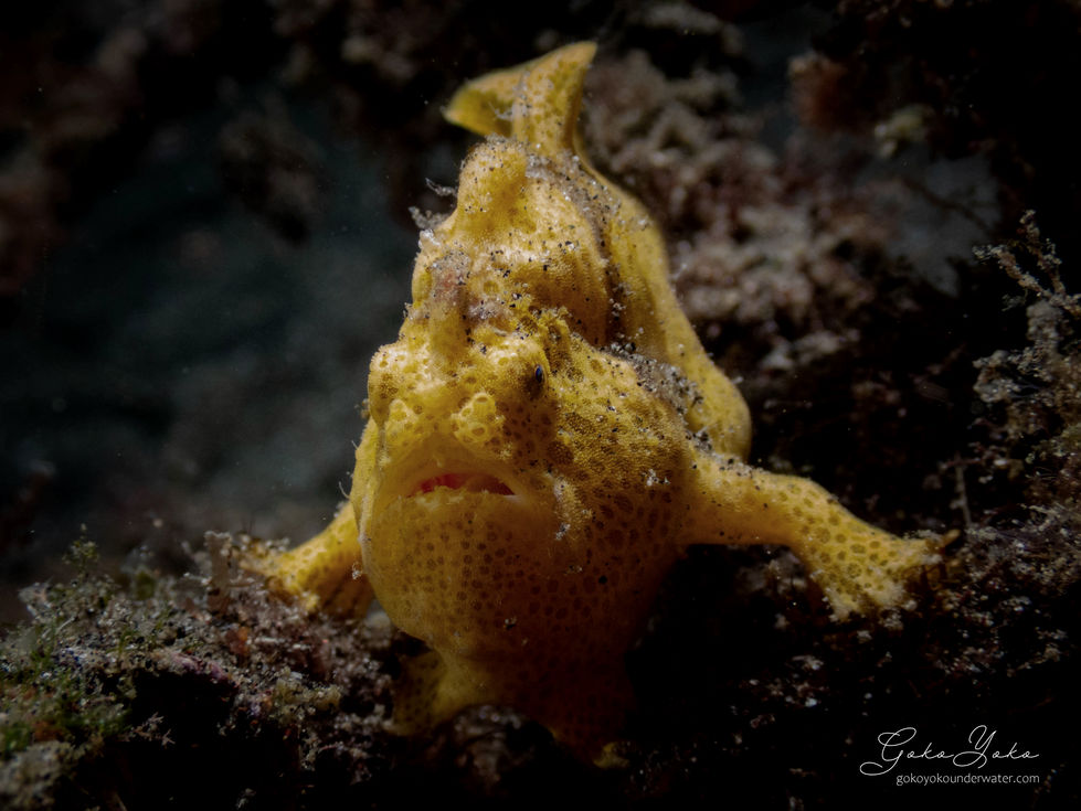 Painted frogfish
