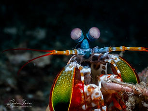 Peacock mantis shrimp_nudiretreat_bianca_nudifalls_11.07.2026_07_S.jpg