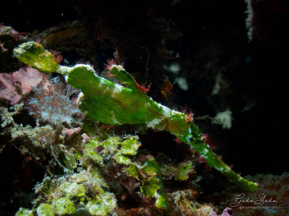 robust ghost pipefish