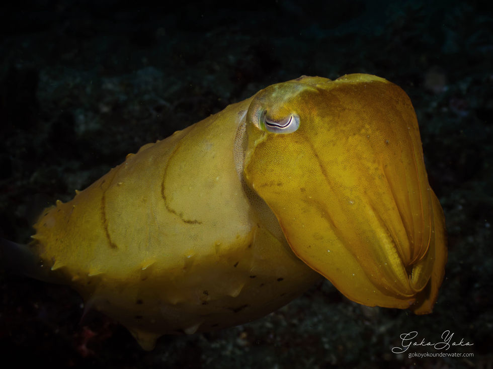 Broadclub cuttlefish