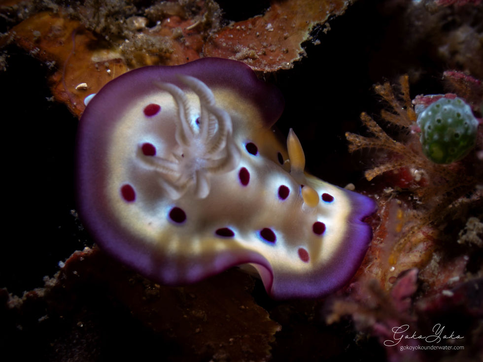 Goniobranchus Kuniei