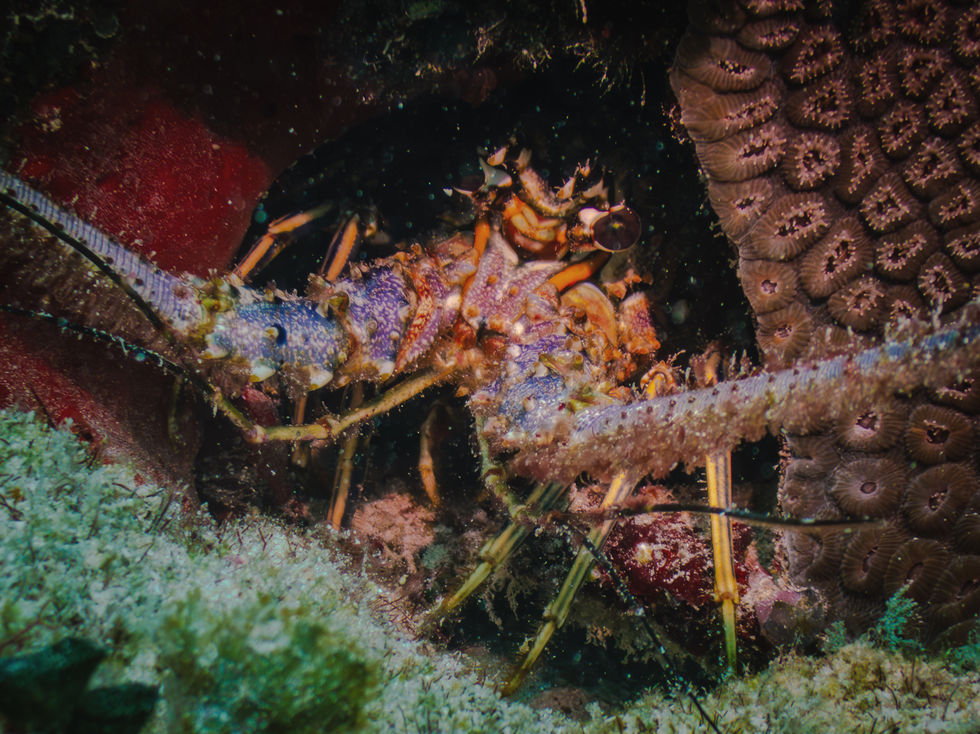 Lobster