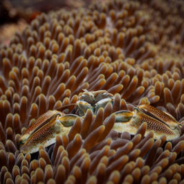 Porcelain crab