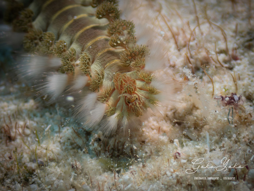 Fireworm Close up