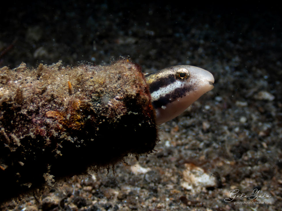 Shorthead fangblenny
