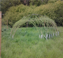 Living Willow Dome