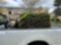 IMG_2257.jpeg