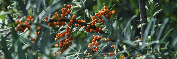 AdobeStock_272090360.jpeg