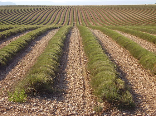 lavender fields