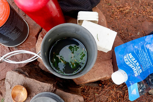 pine needle tea