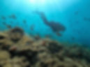 coral garden tulamben.jpeg