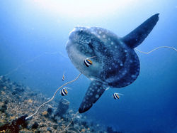 Mola Mola in Nusa Penida Crystal Bay